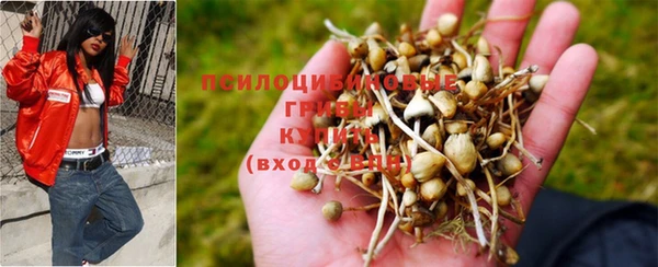 ПСИЛОЦИБИНОВЫЕ ГРИБЫ Армянск